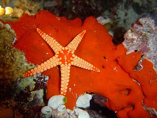 Image showing sea star