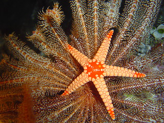 Image showing sea star