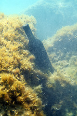 Image showing A bottle of wine under the water.