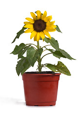 Image showing Sunflower 