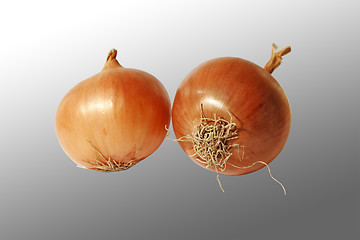 Image showing Onions.