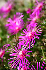 Image showing pink flowers 