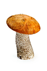 Image showing Mushroom orange-cap boletus 