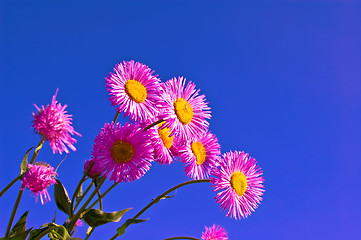 Image showing Pink flowers in the sky