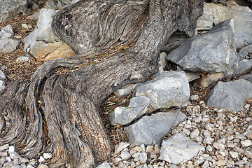 Image showing Old olive tree