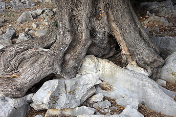 Image showing Old olive tree