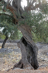 Image showing Old olive tree