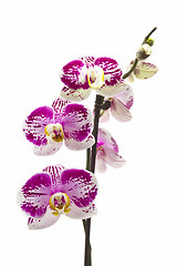 Image showing Fresh orchid