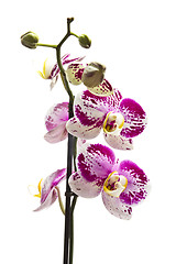 Image showing Fresh orchid 