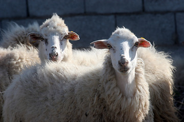 Image showing Sheep