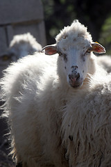 Image showing Sheep