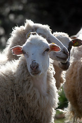 Image showing Sheep