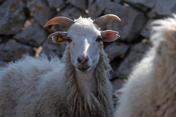 Image showing Sheep