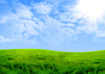 Image showing Green grass