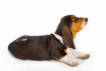 Image showing Cute basset puppy