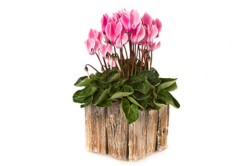 Image showing Pink viola flowers