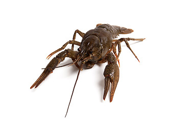 Image showing Crawfish isolated on white background