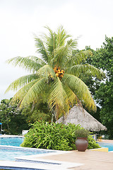Image showing Swimming pool next to a huge palm tree 