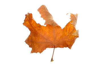 Image showing Maple-leaf