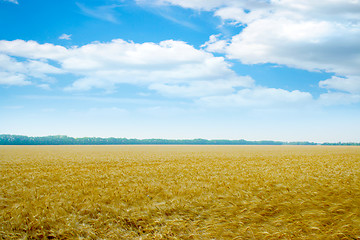 Image showing grain field