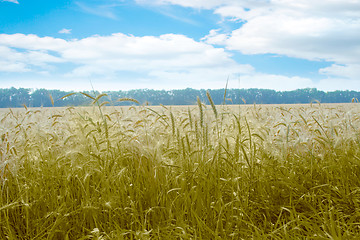 Image showing grain field