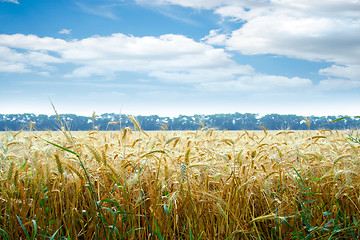 Image showing grain field