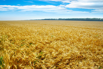 Image showing grain field