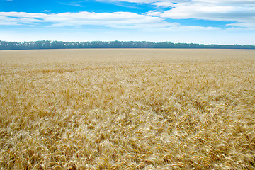 Image showing grain field