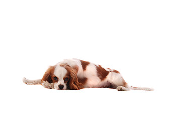 Image showing Cavalier King Charles Spaniel Puppy