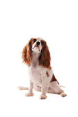 Image showing Cavalier King Charles Spaniel