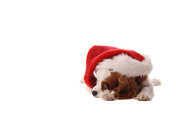 Image showing Cavalier King Charles Spaniel in Santa Hat