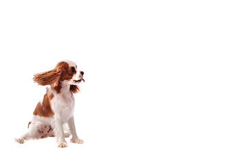 Image showing Cavalier King Charles Spaniel