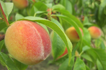 Image showing peach as nice fruit food natural background