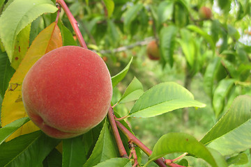 Image showing peach as nice fruit food natural background