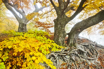 Image showing yellow autumn forest