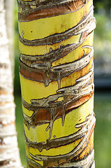 Image showing Palm tree trunk texture