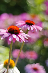 Image showing Purple cone flower (Echinacea purpurea 