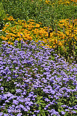 Image showing Wild flowers (daisies and flossflowers flowers) background