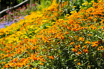 Image showing Wild flowers background