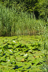 Image showing Pond and water plants