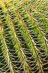 Image showing Detail of a golden barrel (Echinocactus grusonii) cactus