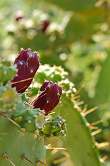 Image showing Prickly pears fruits on a paddle cactus (Opuntia)