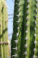 Image showing Detail of a Polaskia (or Heliabravoa) chende cactus