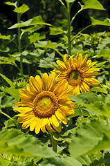 Image showing Sunflowers (Helianthus annuus) in a field