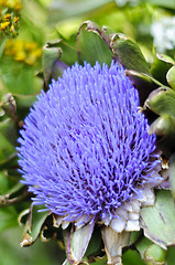 Image showing Globe artichoke (Cynara cardunculus) blooming