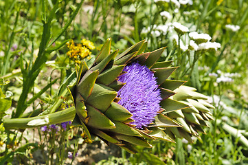 Image showing Globe artichoke (Cynara cardunculus) blooming