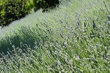 Image showing Lavender (Lavandula) field