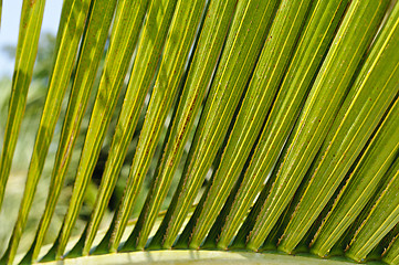 Image showing Bottle palm (Hyophorbe Iagenicaulis) leaves