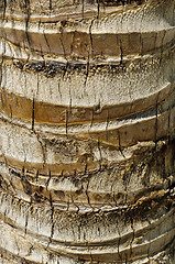 Image showing Coconut palm (Cocos nucifera) trunk