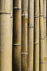 Image showing Bamboo stalks (Phyllostachys vivas 